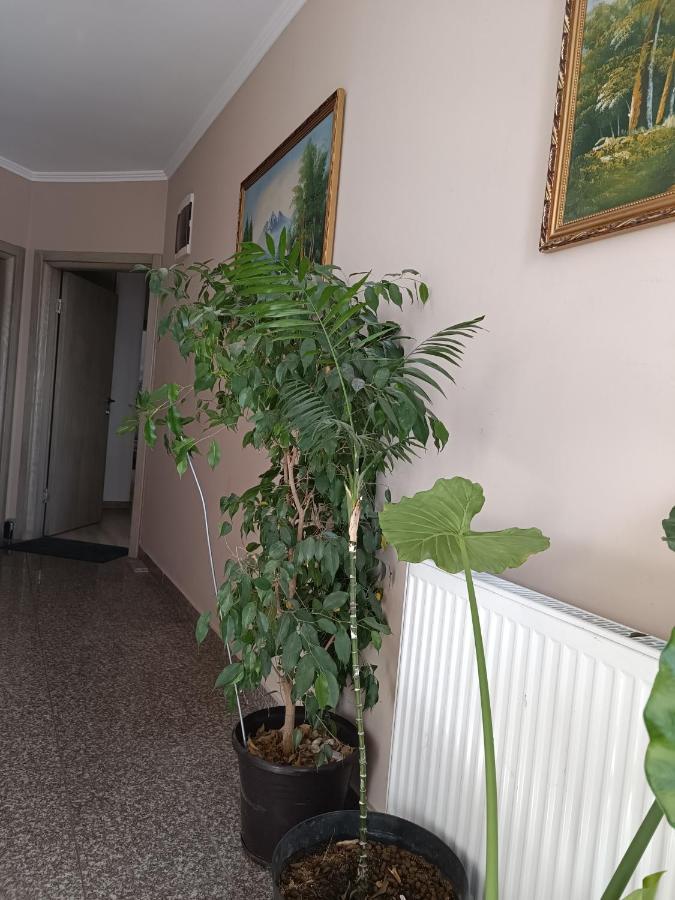 Ivana Belgrad Exterior foto